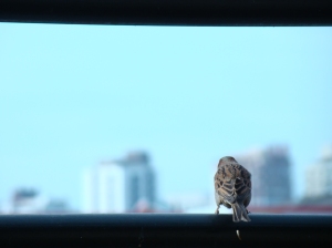 Sparrow looking at skyscrapers
